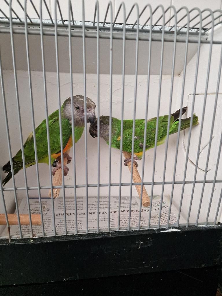 2 Bonte boertje  man en pop, Dieren en Toebehoren, Vogels | Parkieten en Papegaaien, Meerdere dieren, Papegaai, Geringd