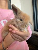 Teddywidder konijntjes, Dieren en Toebehoren, Konijnen, Meerdere dieren, Middelgroot, Hangoor, 0 tot 2 jaar