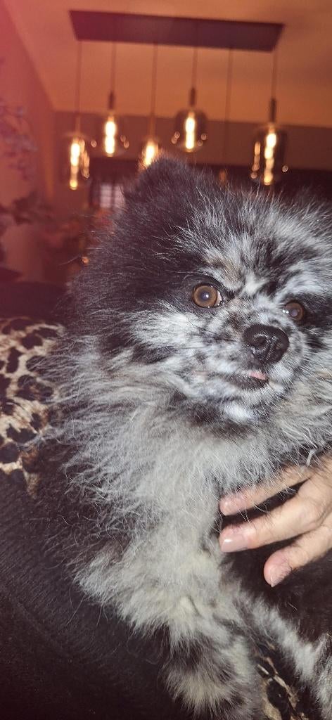 dekreu pomuriaan hij is niet te koop, Reu, Parvo, Eén hond, 3 tot 5 jaar