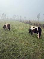 Shetlander pony, Ophalen