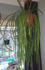 Hangende Rhipsalis Cactus Mooie Grote Hangplant, Ophalen, Vetplant, Halfschaduw, In pot