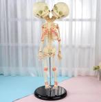 Siamese Tweeling Menselijk Anatomie Model / Skelet Geraamte, Diversen, Schoolbenodigdheden, Verzenden, Nieuw