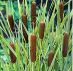 Vijverplant: Grote Lisdodde (sigaar-plant), Ophalen, Nieuw, Overige typen