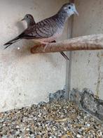 Vredesduifjes, Dieren en Toebehoren, Meerdere dieren