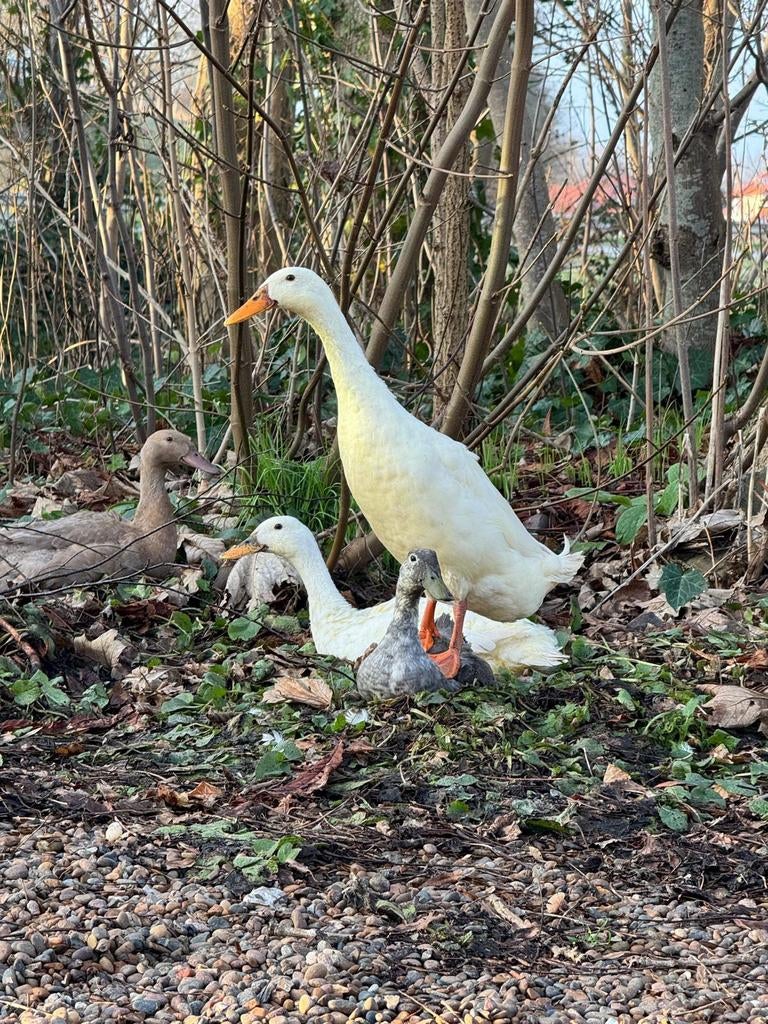 Broedeieren Indische loopeenden zeer goede slakken eters., Dieren en Toebehoren, Vogels | Overige Vogels, Geslacht onbekend