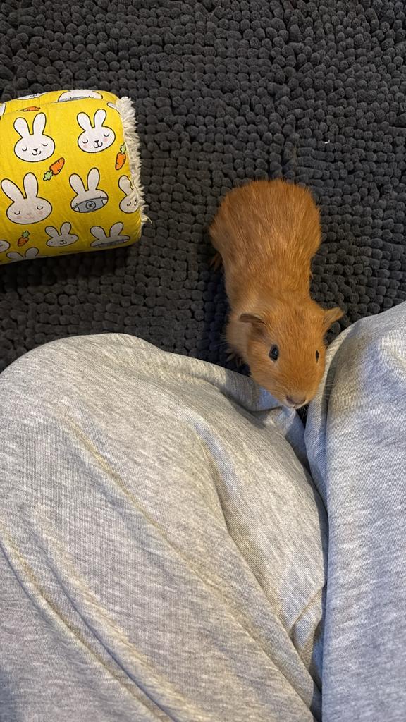 Cavia’s te koop, Januari, Mannelijk, Cavia