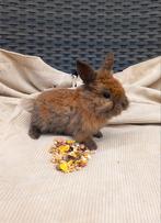 Dwerg konijntjes, Dieren en Toebehoren, Meerdere dieren, Kip