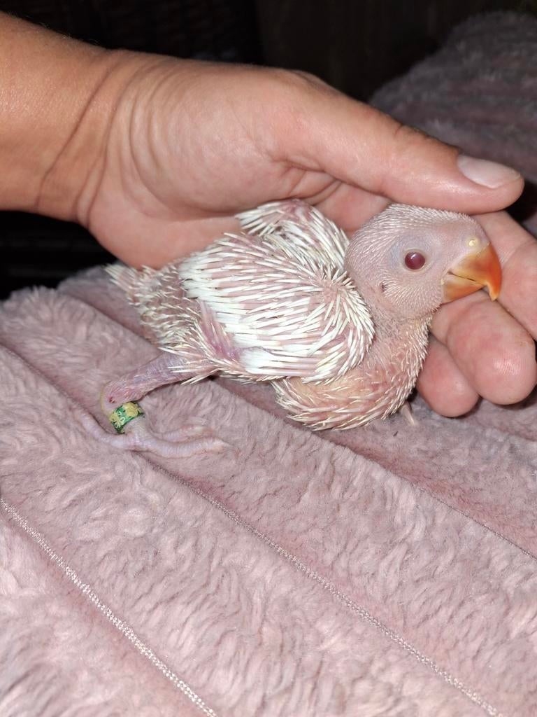 Handtamme baby wit albino halsbandparkiet, 0 tot 2 jaar