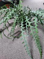 Kunstplant epiphyllum ripsalis (zaagcactus) hang NIEUW, Ophalen of Verzenden