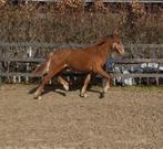 Connemara ruin, Met stamboom, Ruin, 0 tot 2 jaar, Onbeleerd
