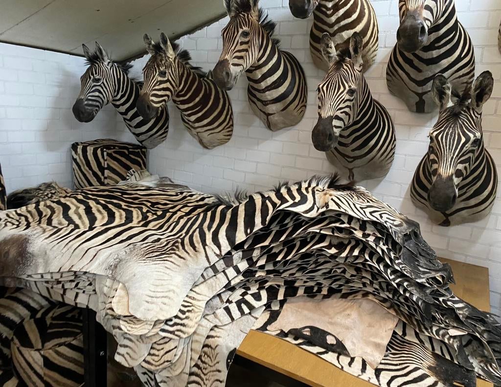Zebra taxidermie, Ophalen, Gebruikt, H, H