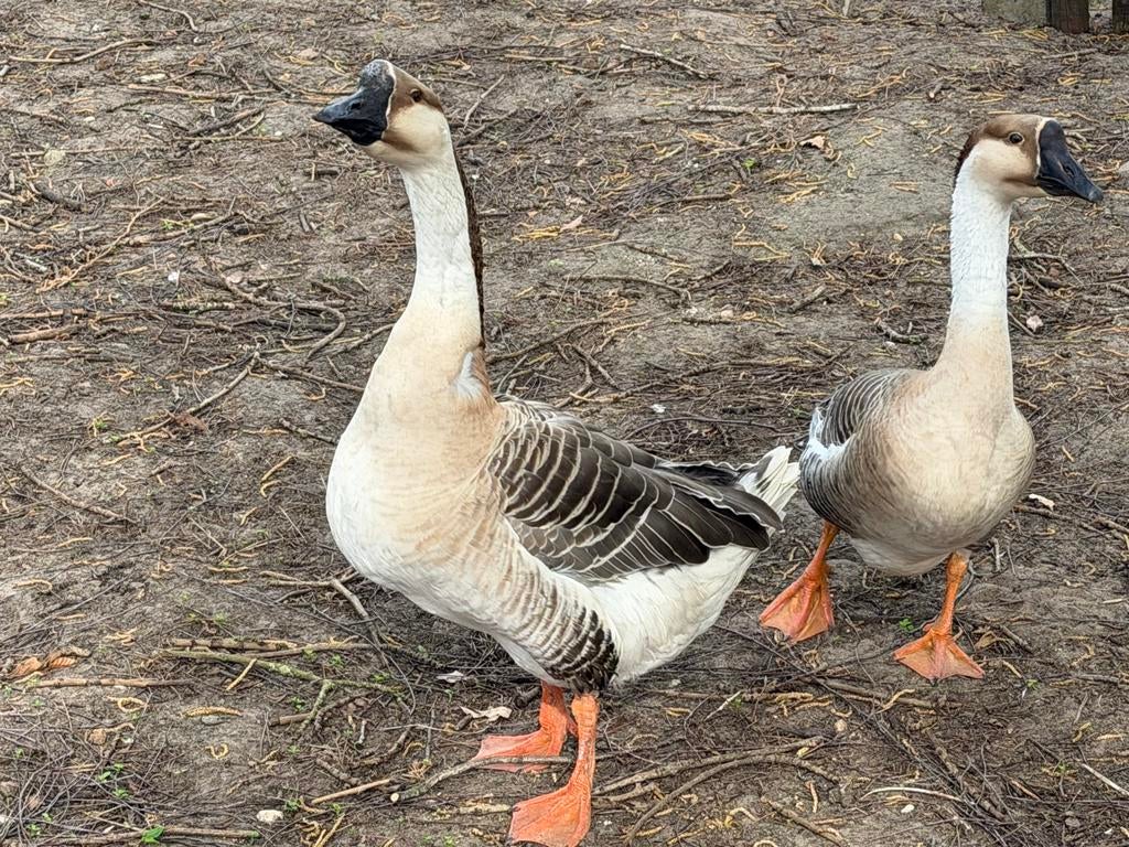 Koppeltje tamme chinese knobbelganzen, Meerdere dieren, Overige soorten