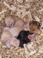 Nestje Syrische-goudhamsters, Hamster, Februari, Meerdere dieren, Tam