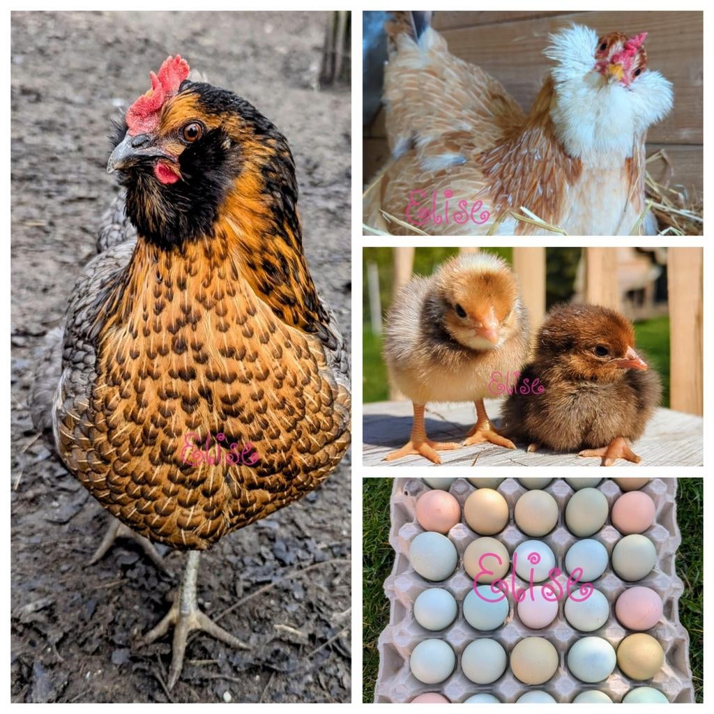 Broedeieren Easter eggers olijfleggers kleurleggers kippen, Dieren en Toebehoren, Pluimvee, Kip