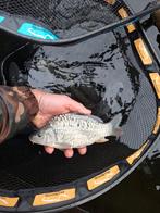 Spiegelkarpers in mei geboren nu 20-25cm, Dieren en Toebehoren