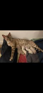 Raszuivere Bengaalse snow kittens met paspoort, Meerdere dieren, Ontwormd