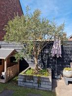 Grote olijfboom, Volle zon, Vaste plant, Lente, Ophalen