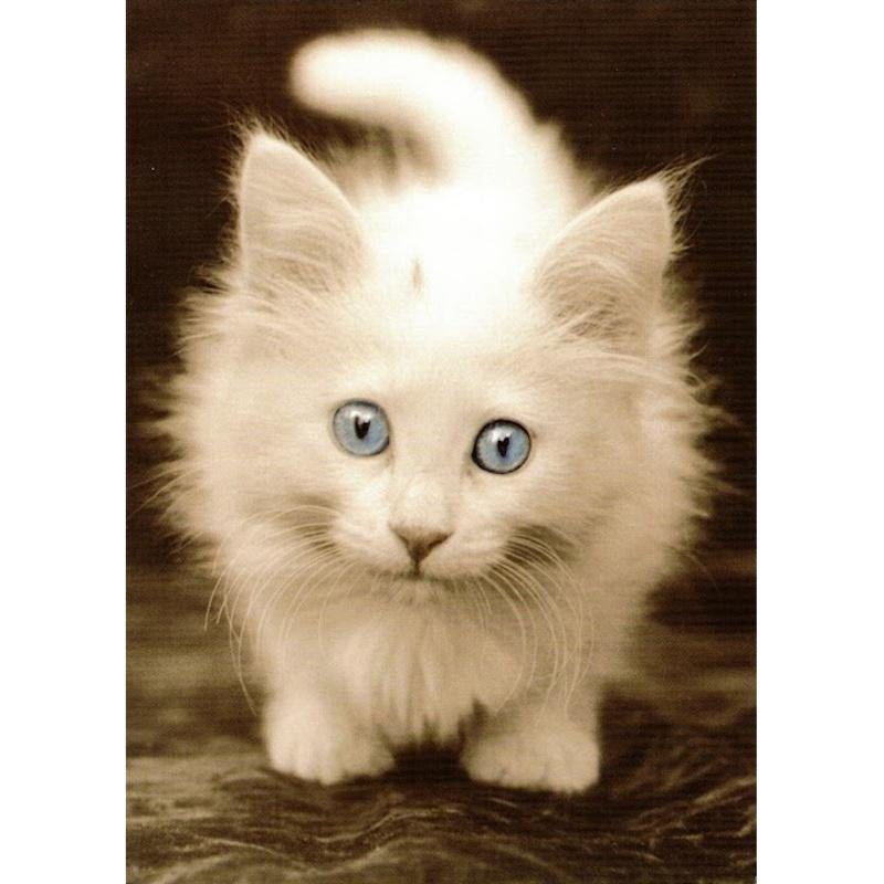 Verjaardagskaart kat bij Stichting Superwens!, Diversen, Wenskaarten, Nieuw, Ophalen of Verzenden