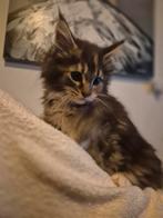 Mainecoon kittens maine coon poes kater XL, Meerdere dieren, Gechipt