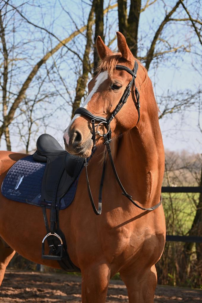 Toekomstig sportpaard - Grote, eerlijke 5-jarige vosruin!, Dieren en Toebehoren, Ruin, Dressuurpaard, 3 tot 6 jaar