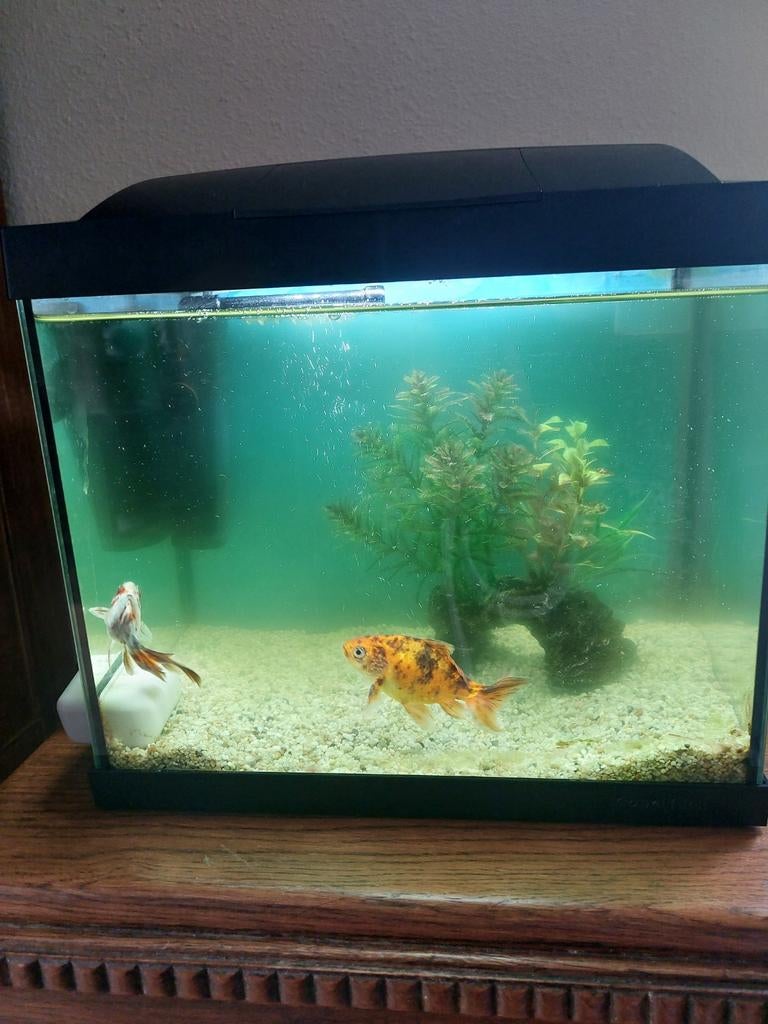 Vissenkom met 2 sluierstaart visjes., Ophalen