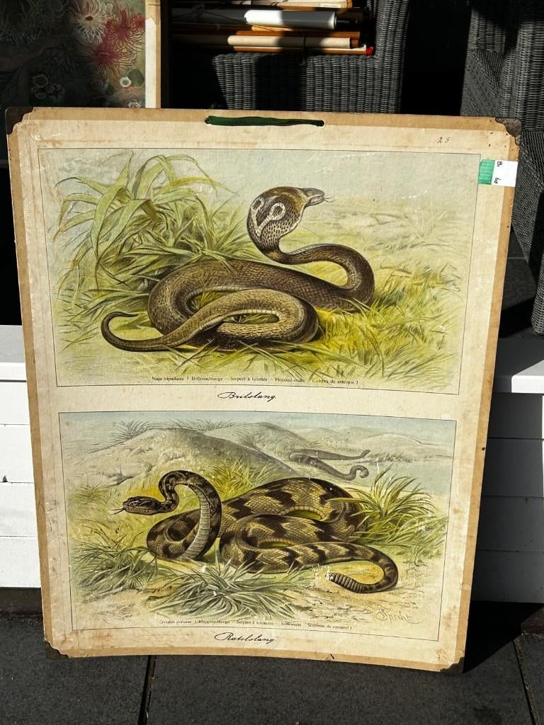 Ratelslang / brilslang, Ophalen of Verzenden, Natuur en Biologie