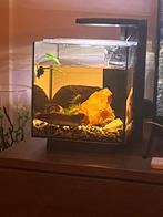 Aquarium + betta, Dieren en Toebehoren, Vissen | Aquaria en Toebehoren, Ophalen, Gebruikt, Overige typen