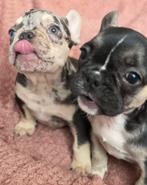 Franse Bulldog pups – reutje & teefje, Parvo, 8 tot 15 weken, Bulldog, Meerdere