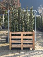 Toscaanse jasmijn 175 - 200 cm, Ophalen, Volle zon, Vaste plant, Klimplanten