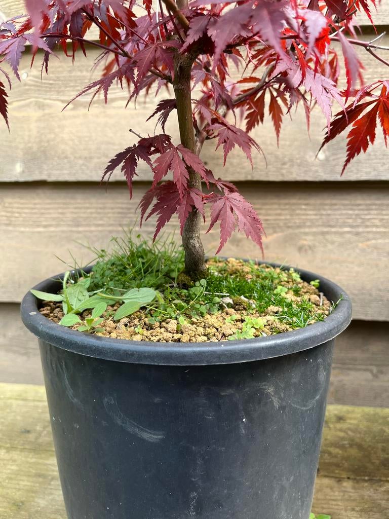 4 x Pre-Bonsai Bomen - Diverse Soorten, Vaste plant, Bloeit niet, Halfschaduw, Ophalen