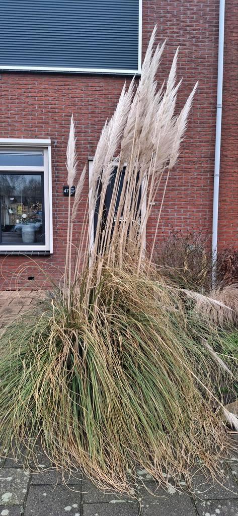 Grote Pampasgras - Decoratief en onderhoudsvriendelijk, Tuin en Terras, Planten | Tuinplanten, Siergrassen, Volle zon, Ophalen