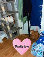 Kittens van 2 verschillende nestjes (2 moeders zwanger), Meerdere dieren