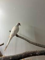 Prachtig koppel Diamantduiven Topaas bruin!, Meerdere dieren, Overige soorten