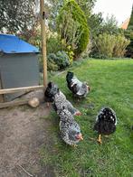 Broedeieren Wyandotte krielen zilver-zwart gezoomd, Dieren en Toebehoren, Pluimvee, Geslacht onbekend, Kip