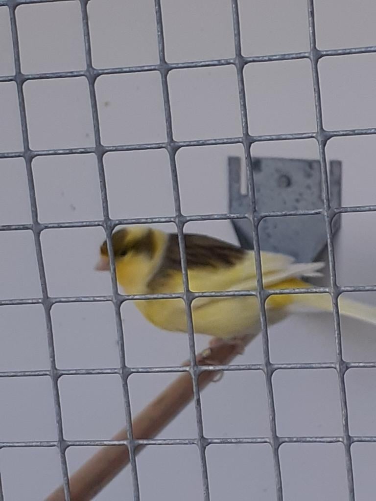 te koop geel bonte kanarie man uit buiten voliere, Dieren en Toebehoren, Mannelijk, Kleurkanarie