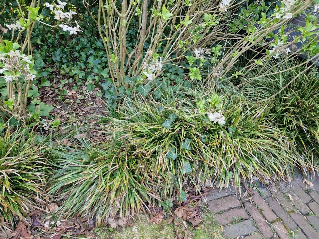 Siergrassen, Ophalen, Siergrassen, Volle zon