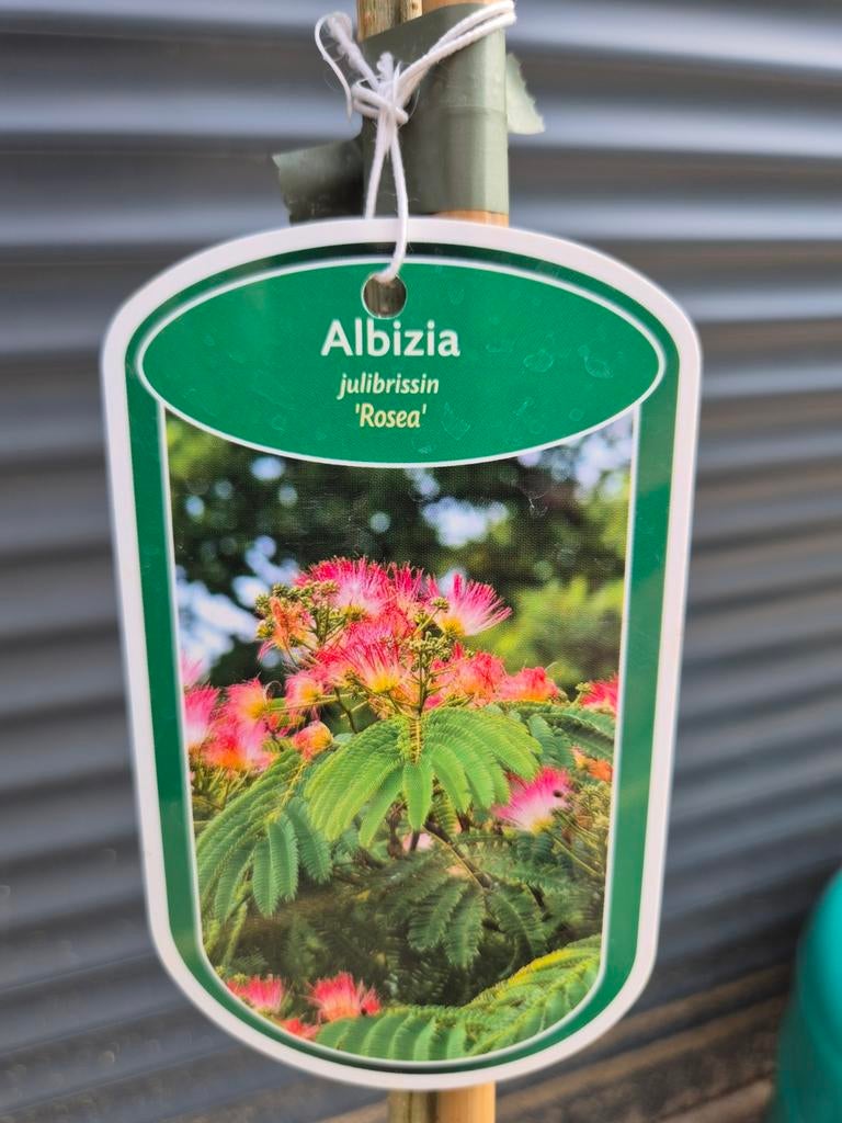 Albizia Perzische slaapboom julibrissin rose rosea, Tuin en Terras, Overige soorten, 100 tot 250 cm, Zomer, Ophalen