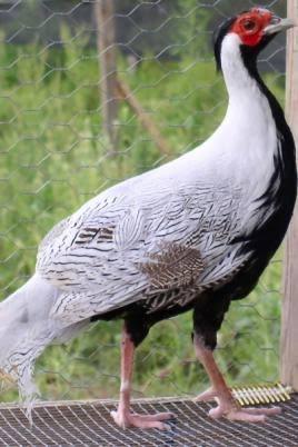 Koppels zilverfazanten, Dieren en Toebehoren, Pluimvee, Kip, Meerdere dieren