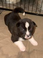 Amerikaanse akita x Huskita pups, Dieren en Toebehoren, België, Particulier, 8 tot 15 weken, Poolhond