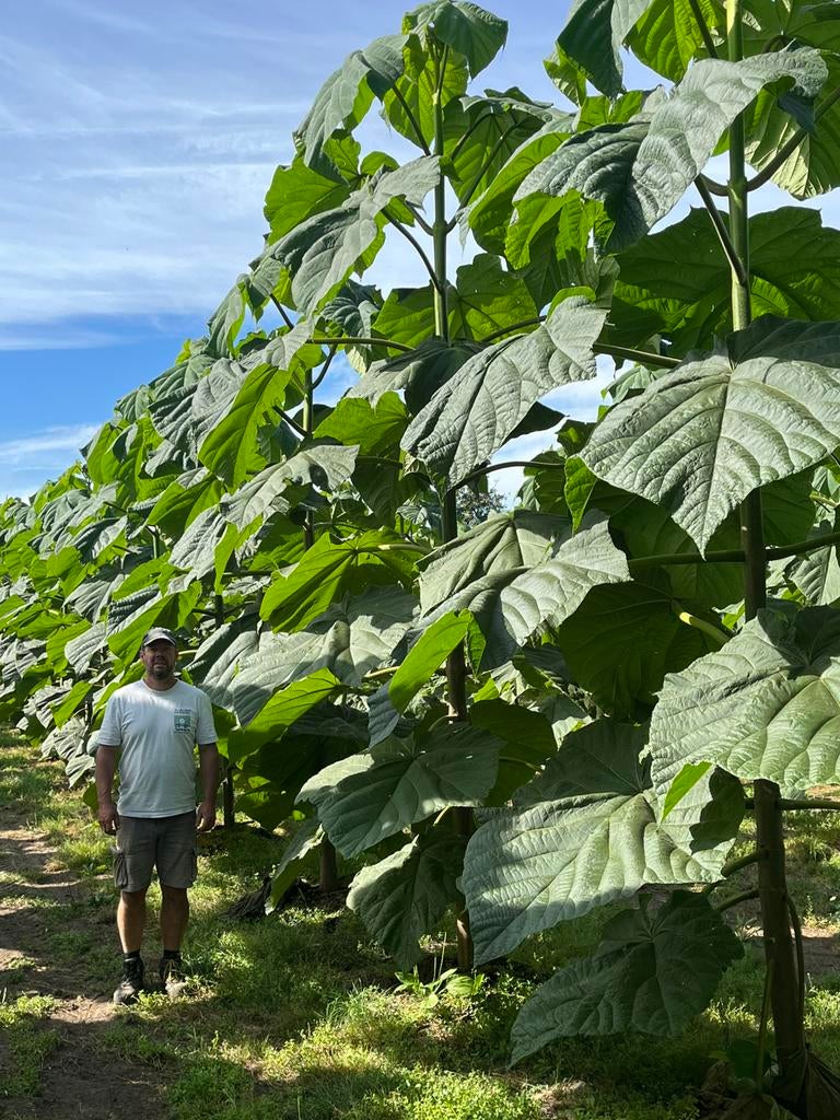 Paulownia, Overige soorten, Lente, 100 tot 250 cm, Ophalen