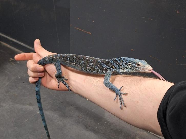 1.0 varanus macraei CB2023 Monitor Lizard - male for sale from Aztec