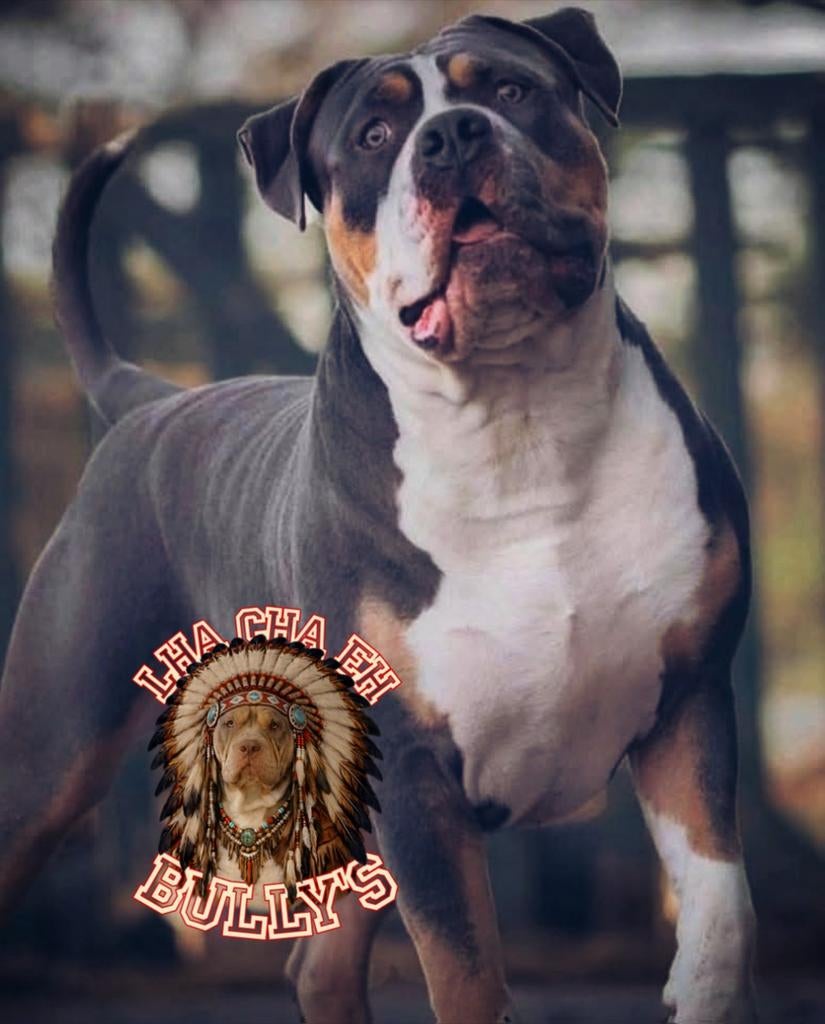 American bully XL Blue tri Dekreu *Getest *ABKC, Parvo, Eén hond, 3 tot 5 jaar, Nederland