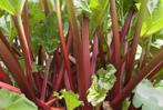 Rabarber planten - Goliath - XXL rabarber, Ophalen, Volle zon