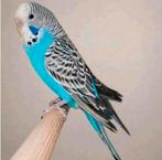 Split Blackface split dunfallow 4 vrouwen, Dieren en Toebehoren, Vrouwelijk, Parkiet, Geringd