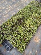 Prachtige Roze Zonnehoed (Echinacea) - Kwekerskwaliteit!, Ophalen, Zomer, Overige soorten, Volle zon