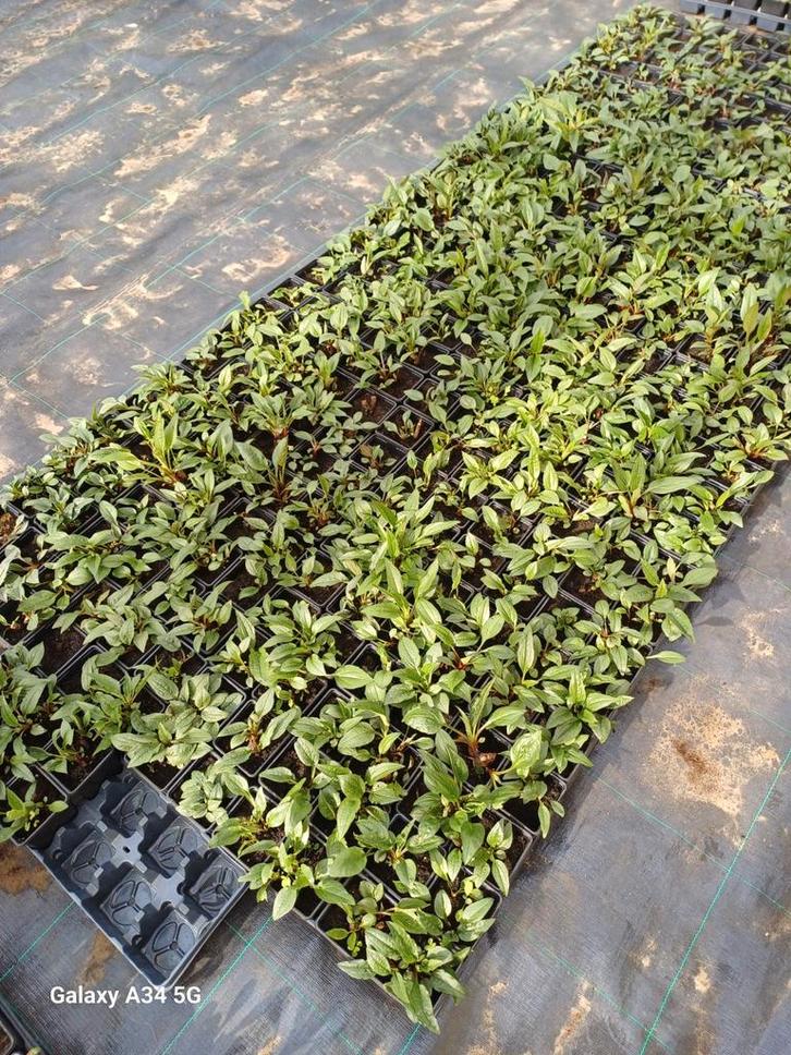 Prachtige Roze Zonnehoed (Echinacea) - Kwekerskwaliteit!, Tuin en Terras, Planten | Tuinplanten, Overige soorten, Volle zon, Zomer