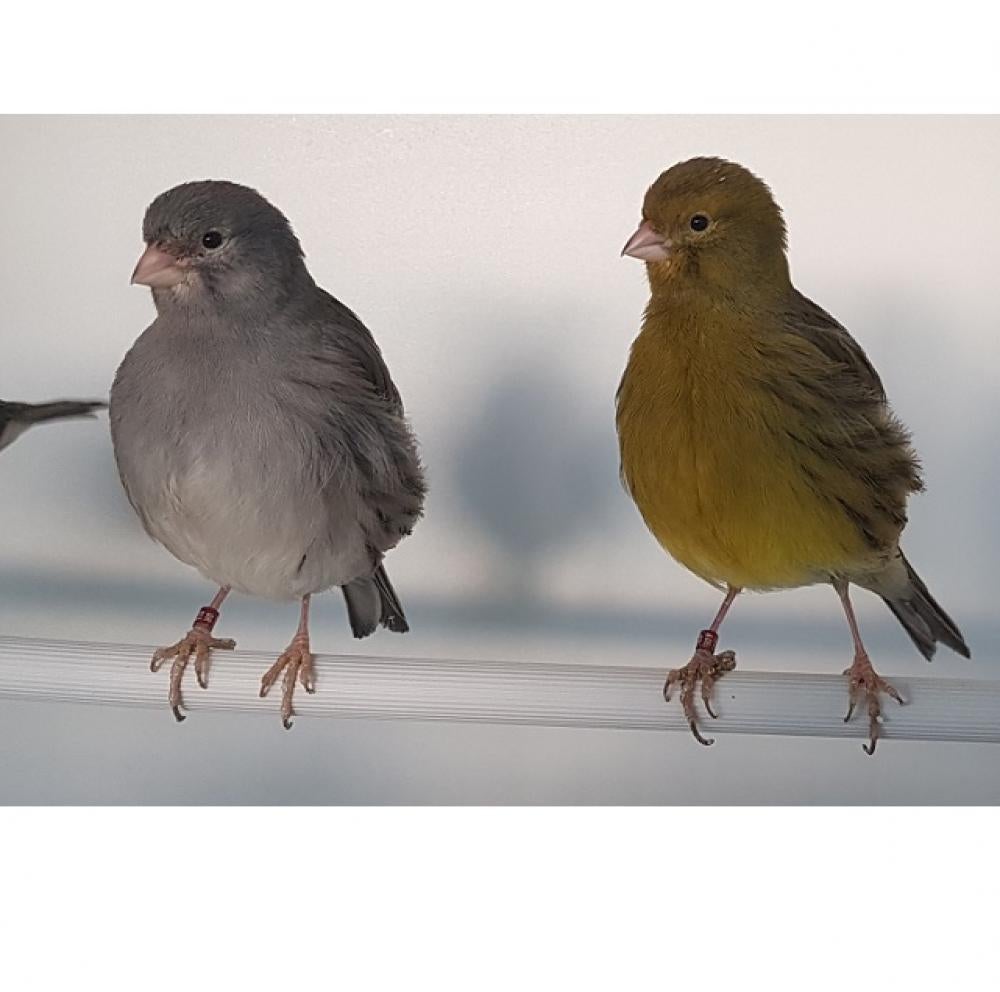 Gezocht: 2-2 fife fancy, Meerdere dieren, Postuurkanarie