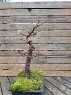 Larix bonsai 16 jaar, Ophalen