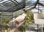 Witte kanarie pop, Dieren en Toebehoren, Vogels | Parkieten en Papegaaien, Vrouwelijk, Parkiet