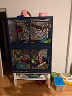 Ratten te koop, Dieren en Toebehoren, Gebruikt, Minder dan 75 cm, Ophalen, Minder dan 60 cm